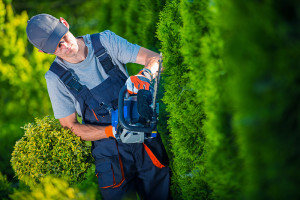 entreprise entretien jardin taille haies elagage debroussaillage paysage aubagne 13 bouche du rhone pole service