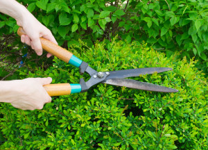 entreprise entretien jardin taille haies elagage debroussaillage paysage aubagne pole service