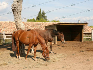entreprise-horse-stop-drome
