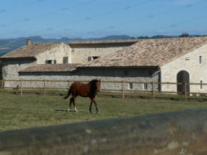 equipement-manege-parc-paddock-chevaux-drome