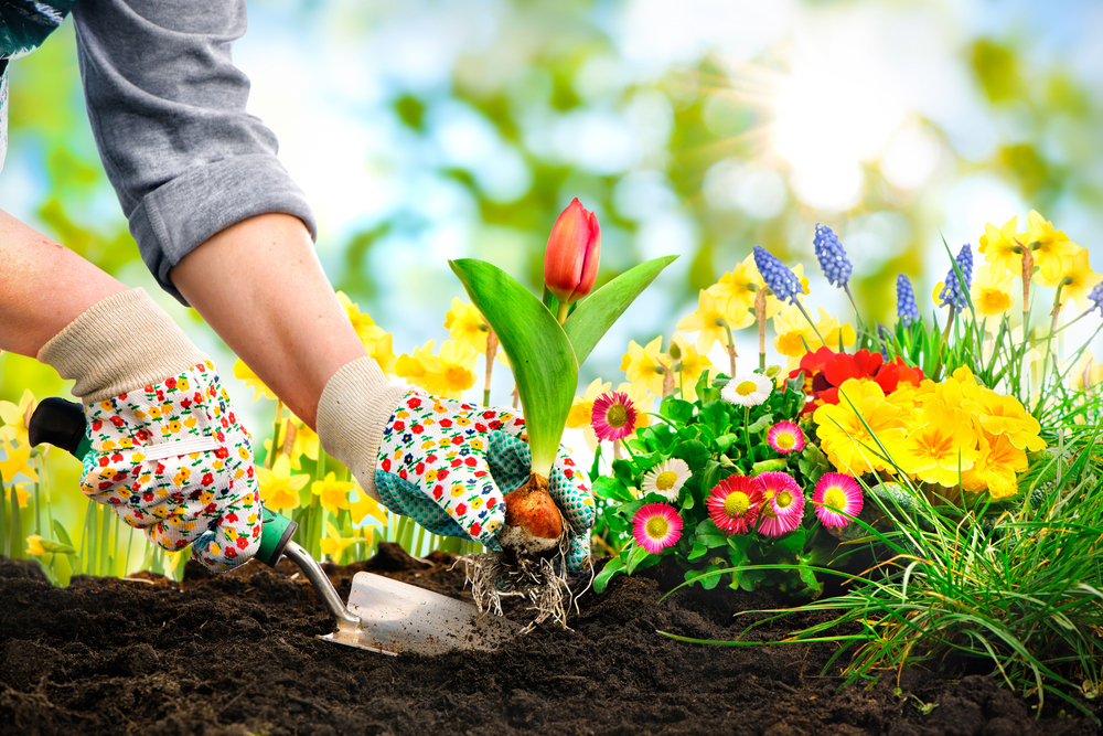 entretien de jardin